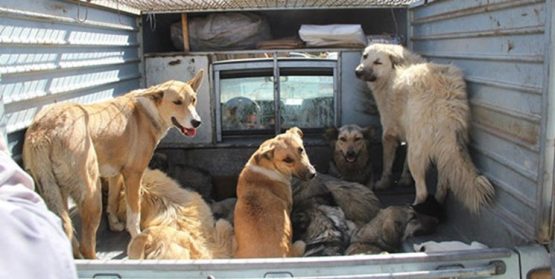 آغاز عملیات جمع‌آوری سگ‌های ولگرد در سی‌سخت و کم‌کاری برخی دستگاه‌ها