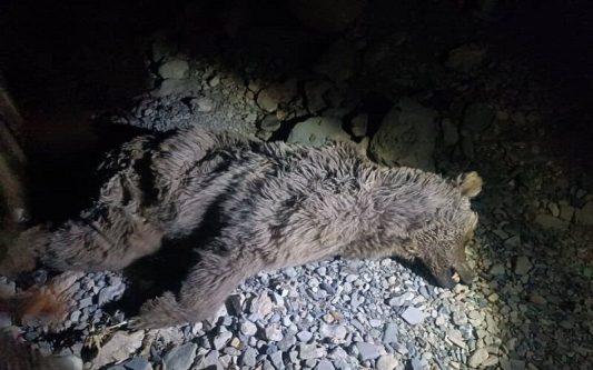 مرگ خرس قهوه ای در چرام با شلیک گلوله